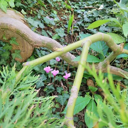 Frühstückspension Le Camelie Como